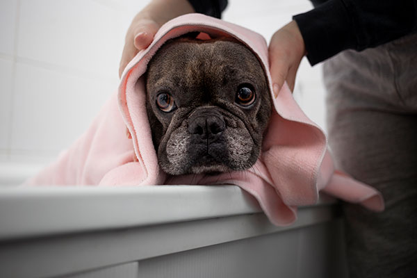 Jurassic Bark Grooming-Studio bath service